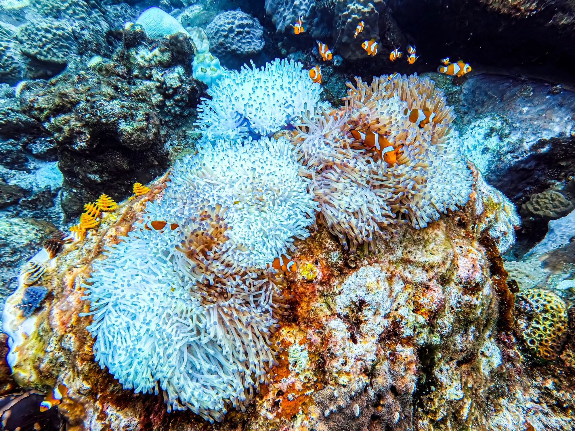 scuba diving group